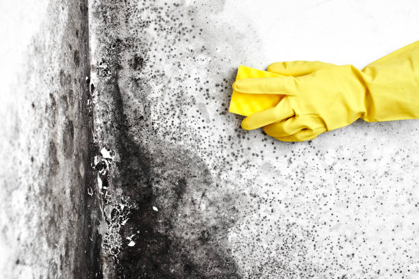 Best Professional Mold Removal  in Finneytown, OH