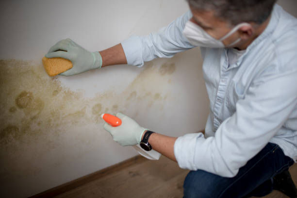 Best Local Mold Removal Service  in Finneytown, OH