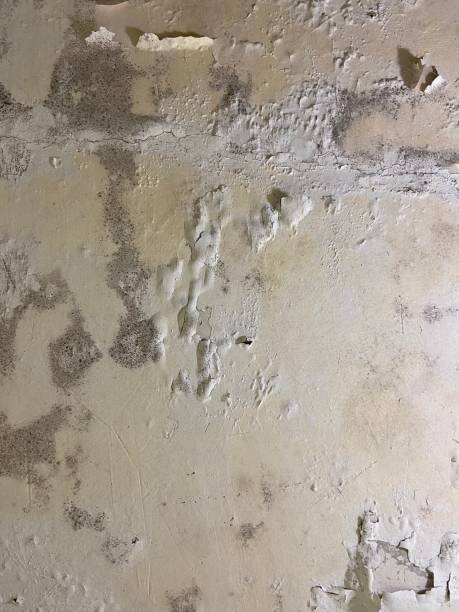 Best Home Mold Removal  in Finneytown, OH