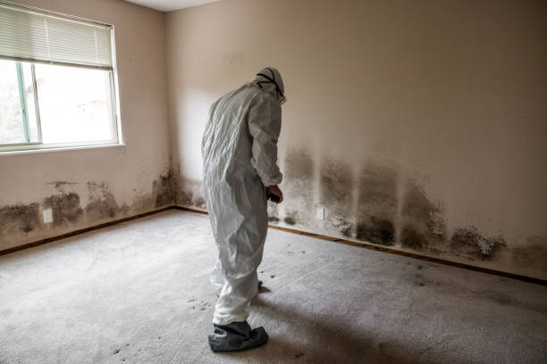 Best Affordable Mold Removal  in Finneytown, OH