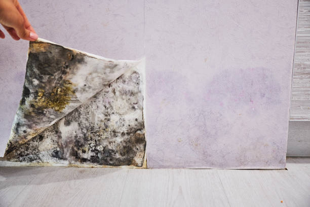Office Mold Removal Services in Finneytown, OH